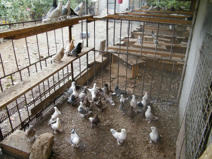 megujjabb 224