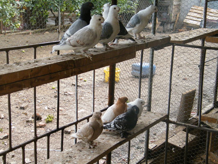 megujjabb 226