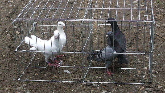 S1350015 - voiajori germani de frumusete