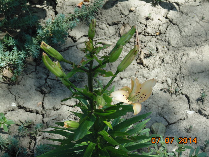 DSC03707 - Curtea si gradina