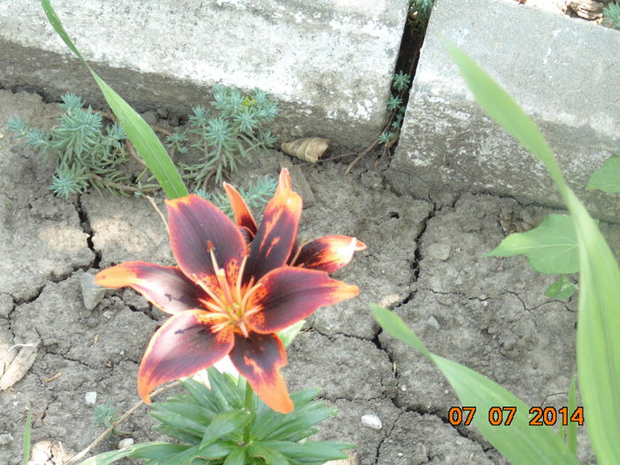 DSC03709 - Curtea si gradina