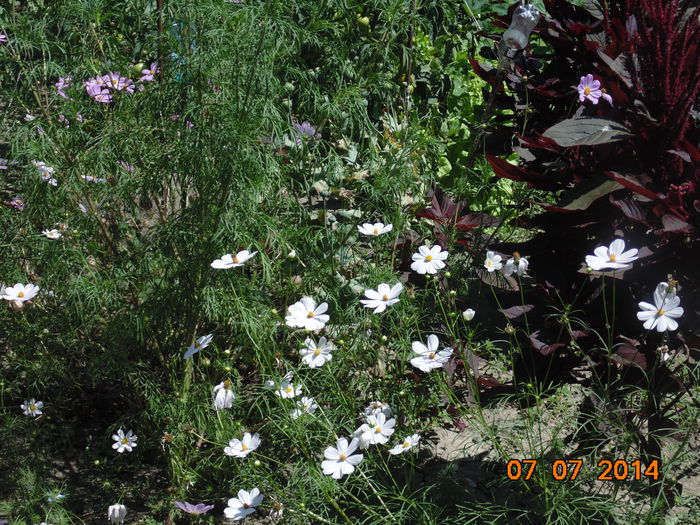 DSC03712 - Copy - Curtea si gradina