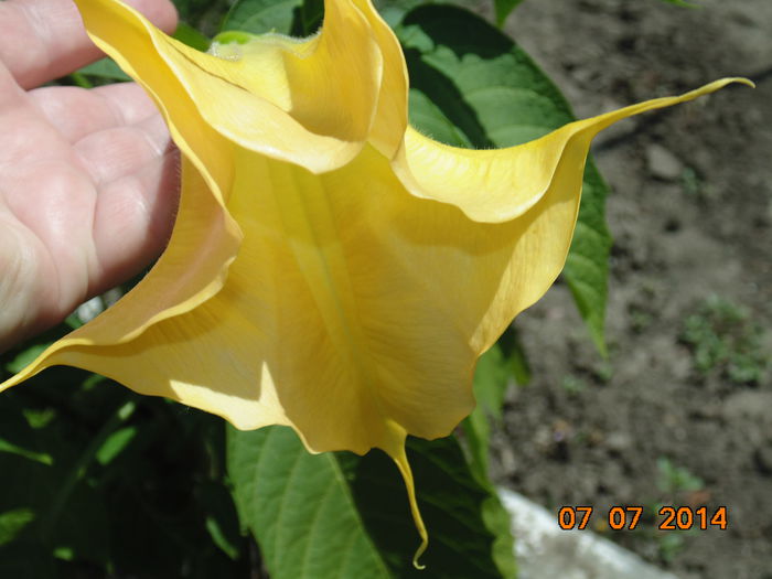 DSC03713 - Curtea si gradina