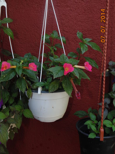 DSC03694 - Florile mele 2
