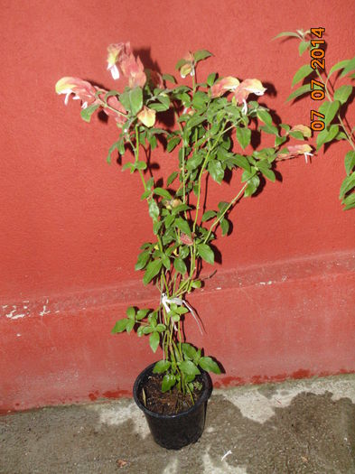 DSC03697 - Florile mele 2