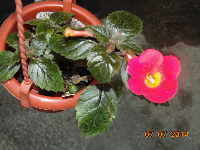 DSC03701 - Copy - Florile mele 2