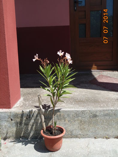 DSC03716 - Florile mele 2