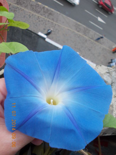 12 iulie 2014-flori 002