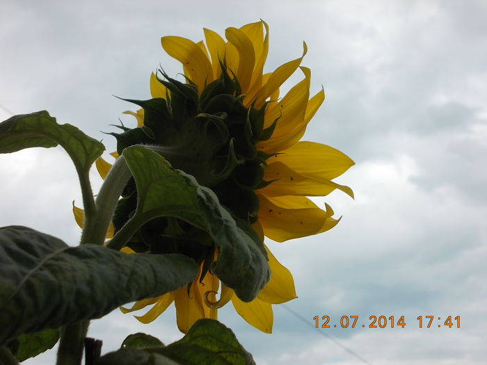 12 iulie 2014-flori 045