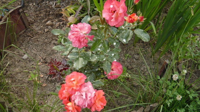 075 - Meilland Sorbet Fruite