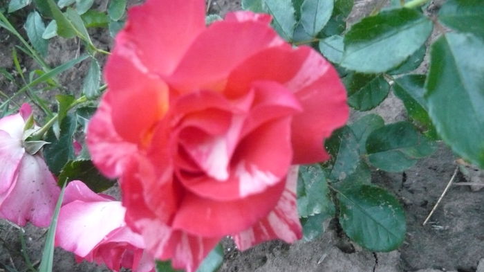 293 - Meilland Sorbet Fruite