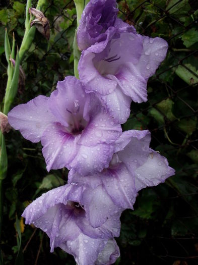 lila 3 - gladiole