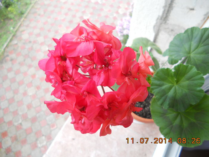 DSCN3273 - muscate