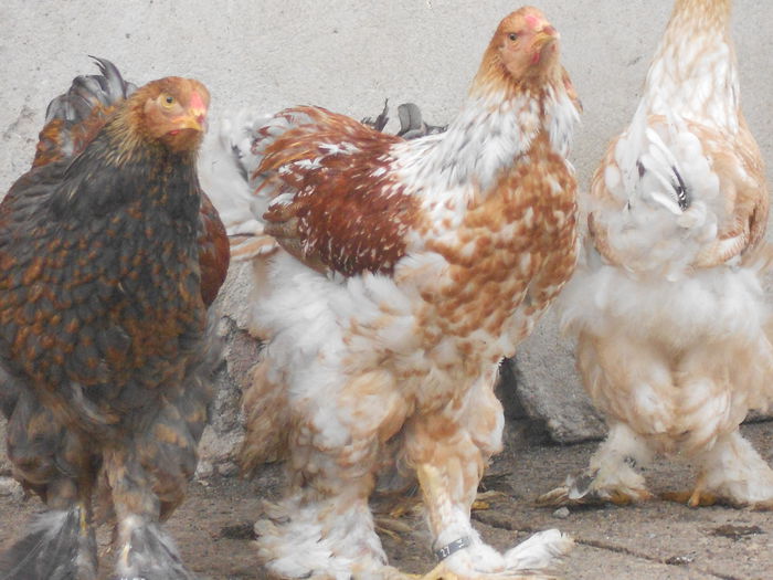 Picture 77 206 - Achizitii noi-pui brahma