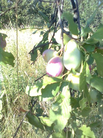 PRUNDE DE VARA . - PRIN GRADINA 2014 -216 - 2017 - 2018 Viata la tara