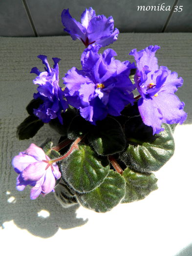 IUL 2014 - ARCTIC FROST-SPORT-PIERDUT