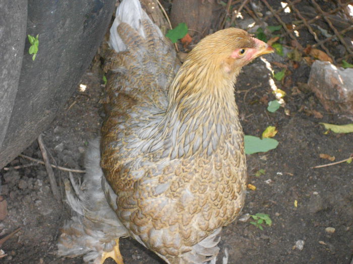 Picture 77 216 - Achizitii noi-pui brahma