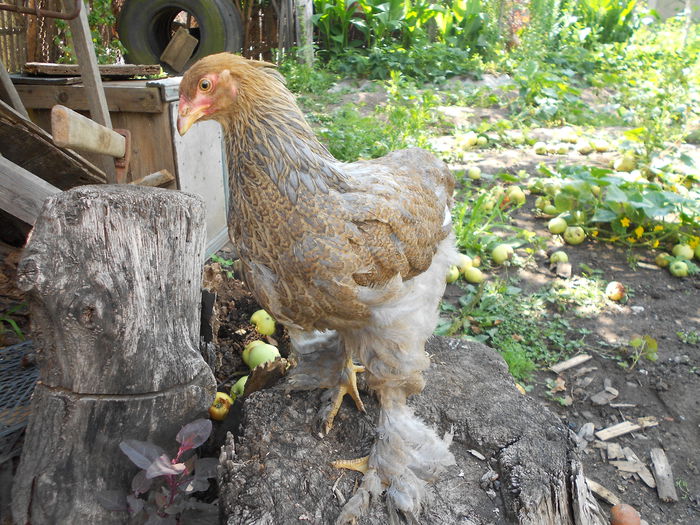 Picture 77 220 - Achizitii noi-pui brahma