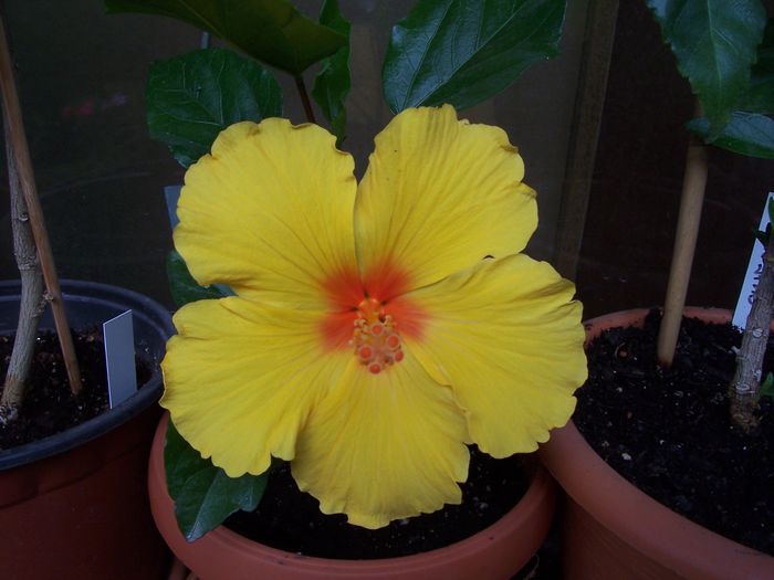 100_7628 - flori