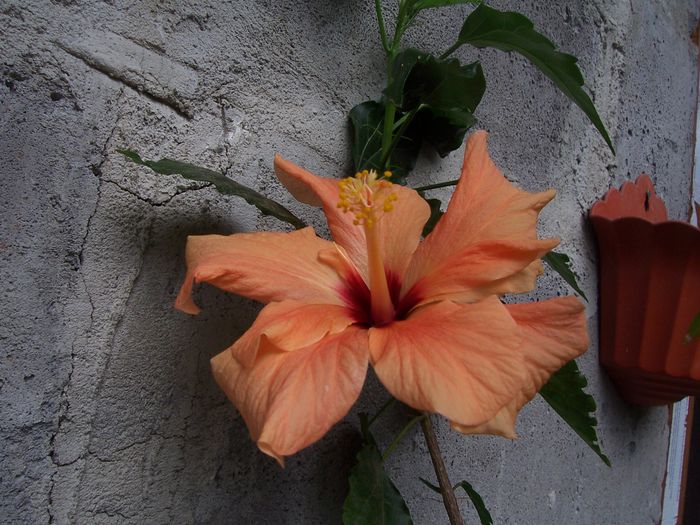 100_7629 - flori