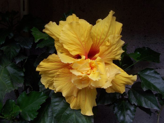 100_7631 - flori