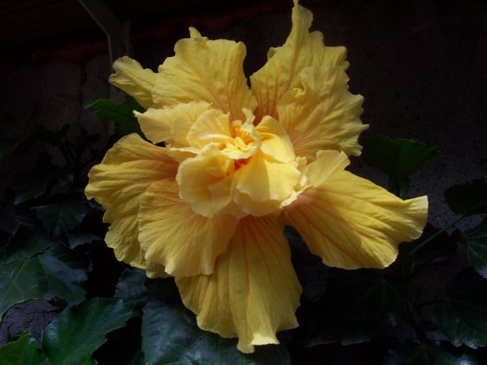 100_7632 - flori