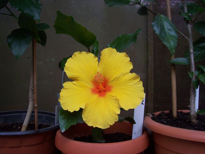 100_7633 - flori