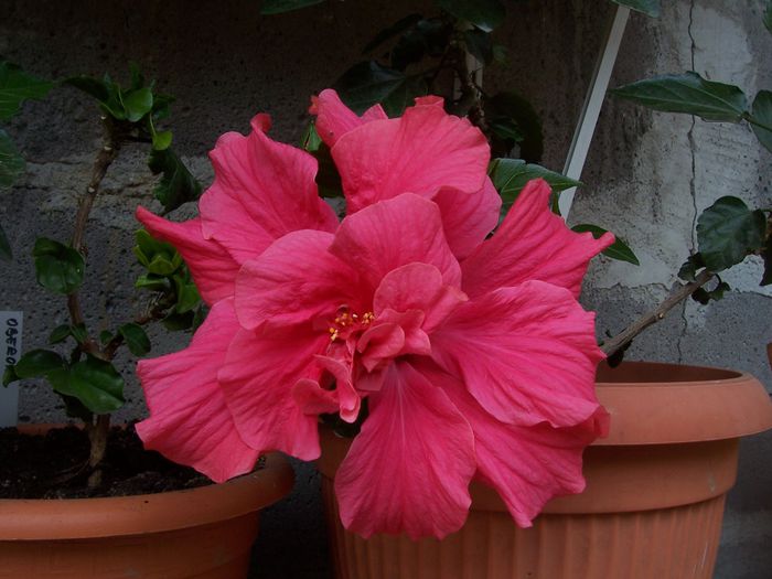 100_7646 - flori