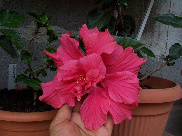 100_7647 - flori