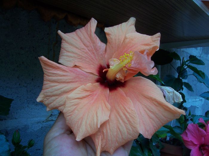 100_7648 - flori