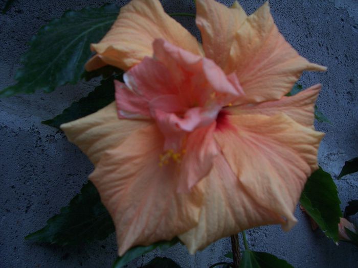 100_7649 - flori