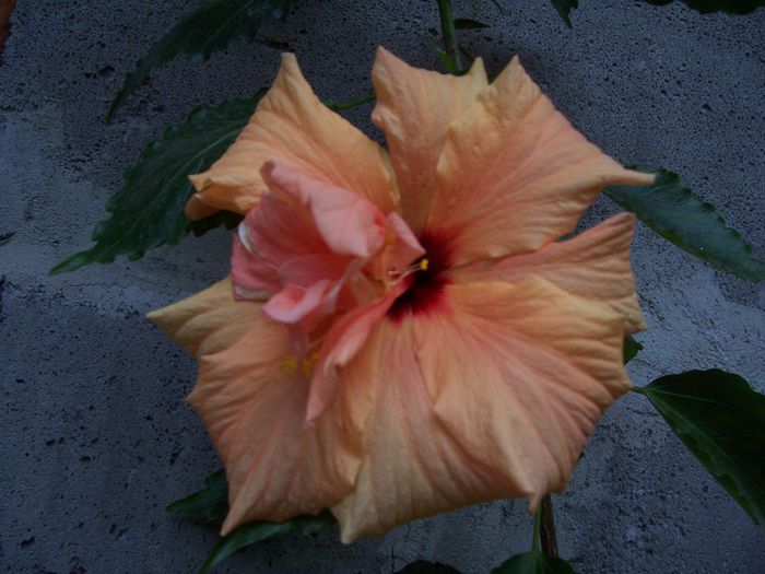 100_7650 - flori