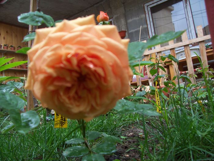 100_7651 - flori