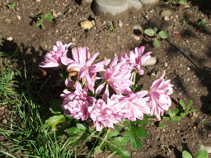 100_7672 - flori