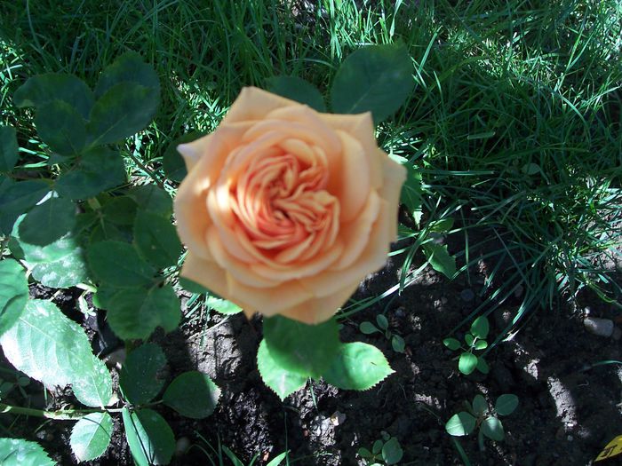 100_7670 - flori