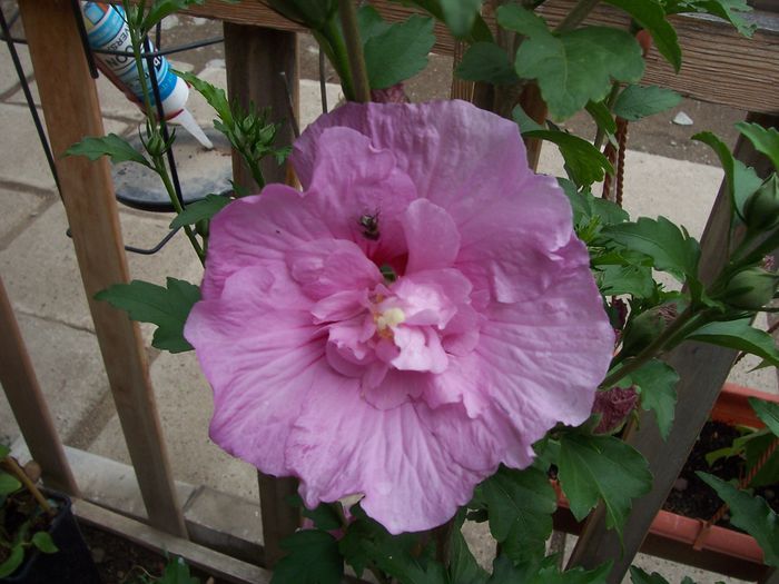 100_7665 - flori