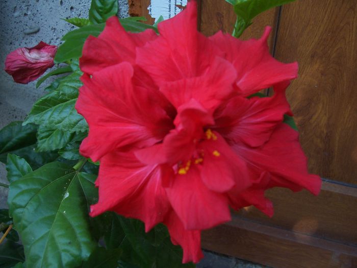 100_7666 - flori