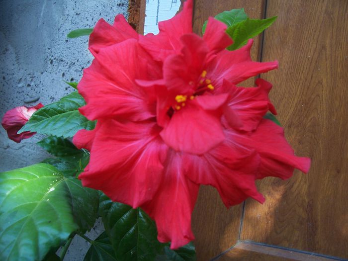 100_7667 - flori