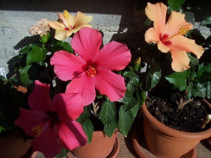 100_7668 - flori