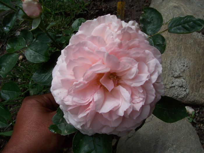 Alexandra princess de luxembourg