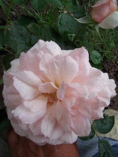 Alexandra princess de luxembourg - flori
