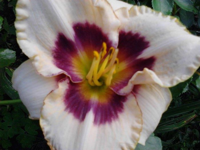 10314690_1506827136219802_7450883925758304702_n