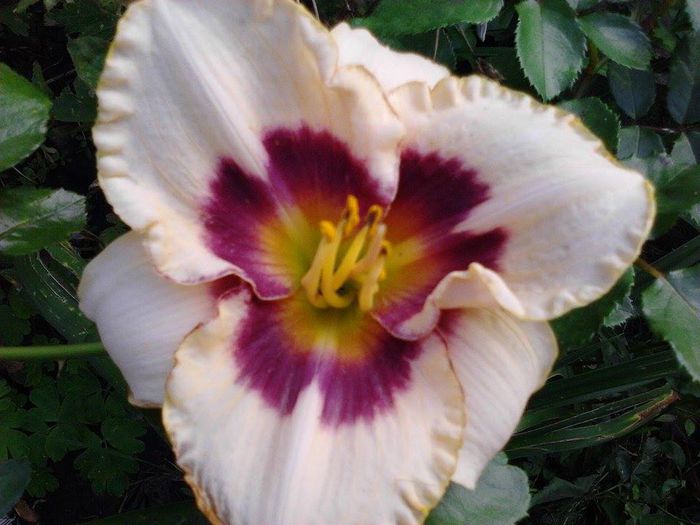 10353184_1506827106219805_2362833617364574267_n