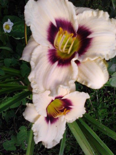 10502217_1506827296219786_5811257474249491901_n