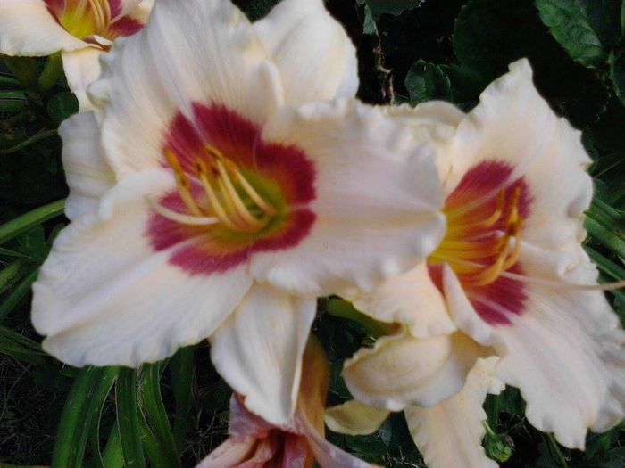 10514732_1506827379553111_3038812910808504794_n