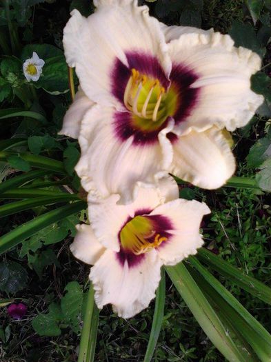 10476011_1506827319553117_7189970658451039812_n 10476011_1506827319553117_7189970658451039812_n