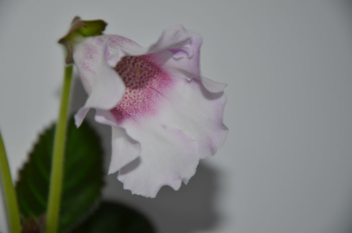 4 Hibrid Slipper Alb  crep 1 - Gloxinii 2014