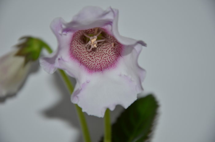 4 Hibrid Slipper Alb  crep - Gloxinii 2014