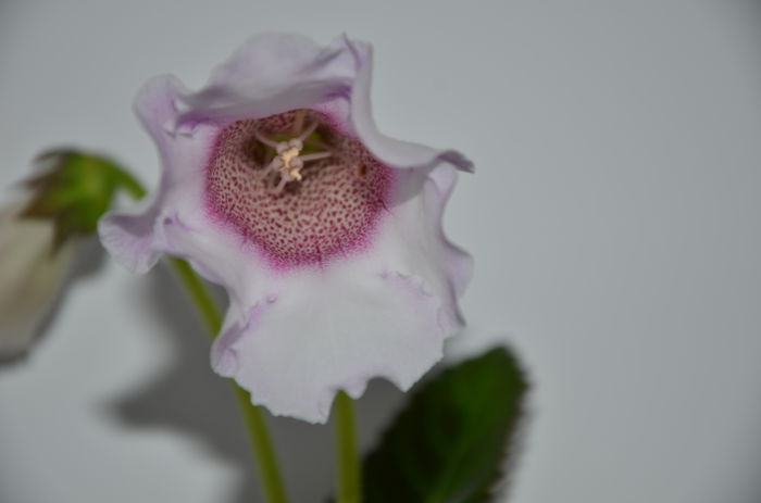 4 Hibrid Slipper Alb  crep - Gloxinii 2014