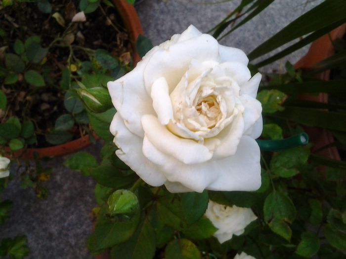 20140713_070237 - iulie 2014